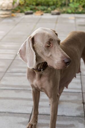 dogs doggy breed weimaraner petsの写真素材