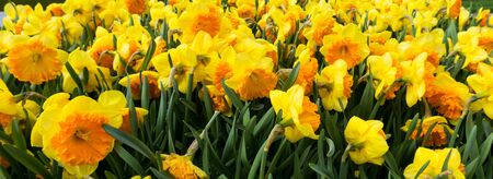 flowers tulips in dutch park wallpaper backgroundの写真素材