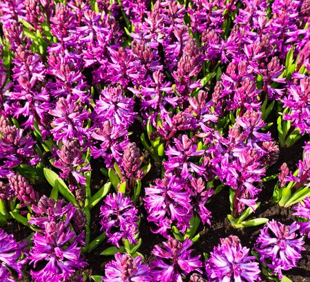 flowers tulips in dutch park wallpaper backgroundの写真素材