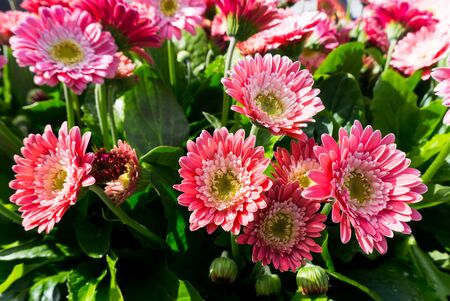 flowers tulips in dutch park wallpaper backgroundの写真素材
