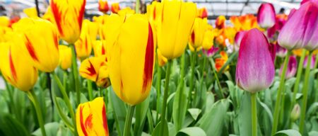 flowers tulips in dutch park wallpaper backgroundの写真素材