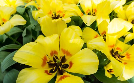 flowers tulips in dutch park wallpaper backgroundの写真素材