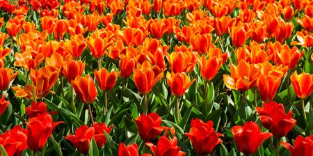 flowers tulips in dutch park wallpaper backgroundの写真素材