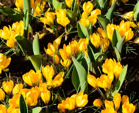 flowers tulips in dutch park wallpaper backgroundの写真素材