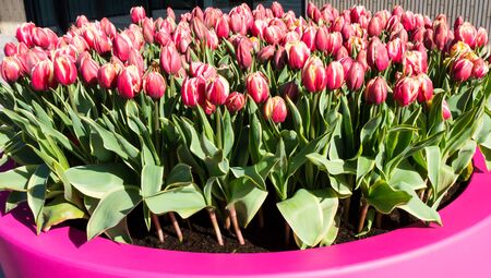 flowers tulips in dutch park wallpaper backgroundの写真素材