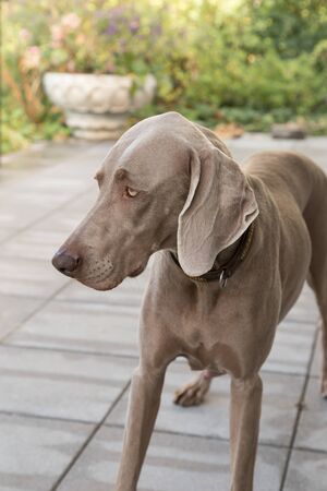 dogs doggy breed weimaraner petsの写真素材