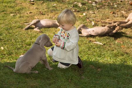 dogs doggy breed weimaraner petsの写真素材