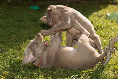 dogs doggy breed weimaraner petsの写真素材