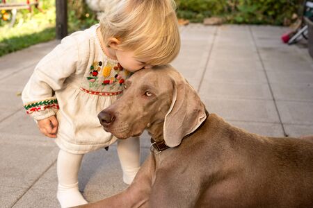 dogs doggy breed weimaraner petsの写真素材