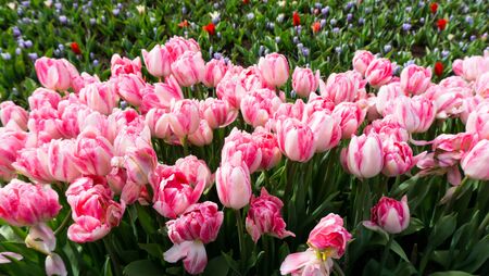 flowers tulips in dutch park wallpaper backgroundの写真素材