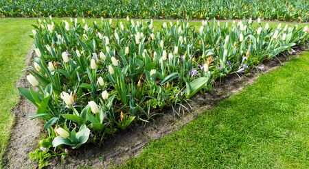 flowers tulips in dutch park wallpaper backgroundの写真素材