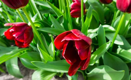 flowers tulips in dutch park wallpaper backgroundの写真素材