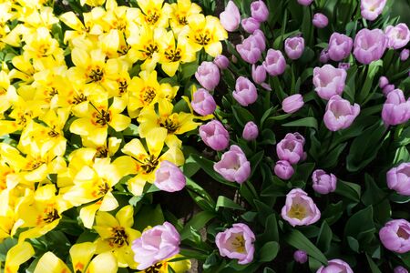 flowers tulips in dutch park wallpaper backgroundの写真素材