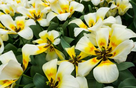 flowers tulips in dutch park wallpaper backgroundの写真素材