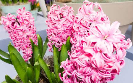 flowers tulips in dutch park wallpaper backgroundの写真素材