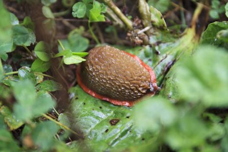 Slug after a rainy day among lush.
