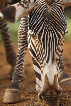 Detail of the head of a wild zebra.の写真素材