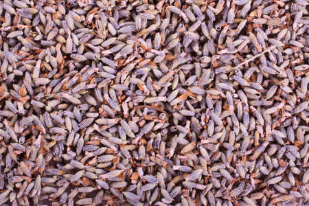 Detail of dried lavender. It can be used as background.の写真素材