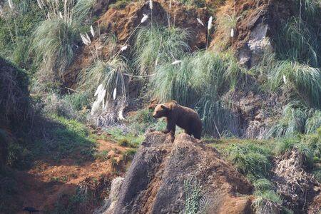 Bear at the top of the hill.