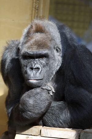 Gorilla sitting looking at nowhere.