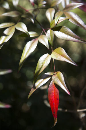 Beautiful composition of red and green leaves.