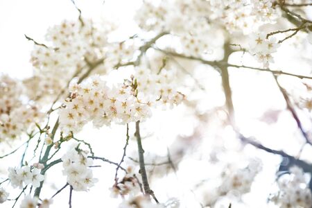Spring Sakura Blossoms in branches.の写真素材