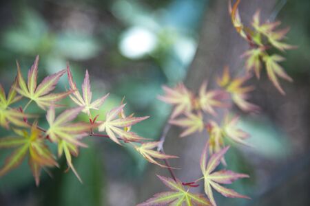 Small red leaves growing in branch.の写真素材