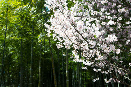 White sakura tree in front of a forest of bamboo in Japan.の写真素材