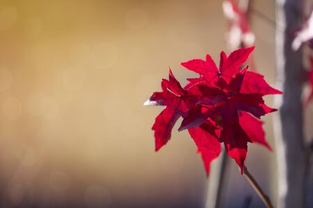 Beautiful red evergreen branchの写真素材