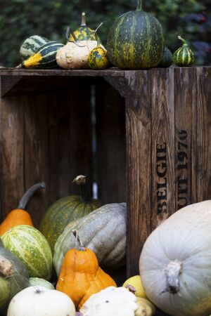 Fall harvest background with different pumpkins sizes and colors.の写真素材