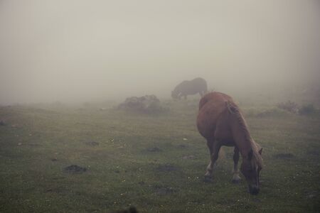 Horse in the fog in a farm.の写真素材