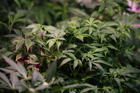 Marijuana plants with copy space.の写真素材