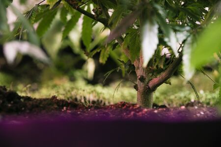 Marijuana plants with copy space.