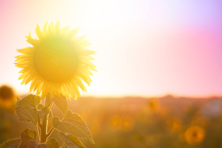 Beautiful landscape of sunflowers field with sunflower at front and rest of the field at background.の写真素材