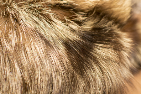 Fur. Concept and Style for Background, textures and wallpaper. Close up Full Frame.