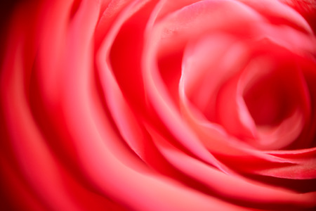 Blurred red background. Like the petals of red rosesの写真素材