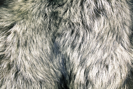 close up shot of abstract fur background