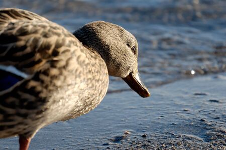 Getting a duck perspective of looking for food on the shore line. Eye-level close-up of a duck.  の写真素材