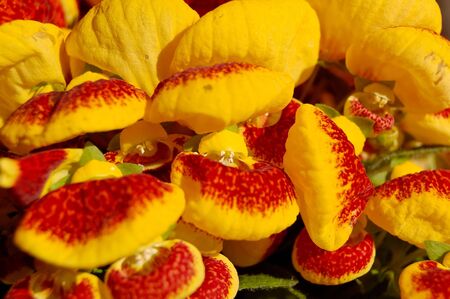 A shoe-shaped orchid flower.  の写真素材