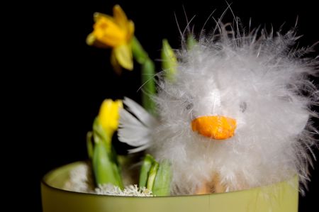 A feathery white Easter chicken doll with yellow mini-narcissus flowers in a pot. On black background, face on.  の写真素材