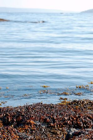 Floating seaweed, thrown out to the shore of a fjord. Shallow DOF with focus on seaweed closer to the water.  の写真素材