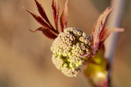 A tight cluster of small flower buds of a bush, ready to open in the spring.  の写真素材