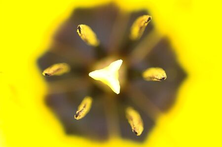 The star-shaped center of a tulip flower  の写真素材