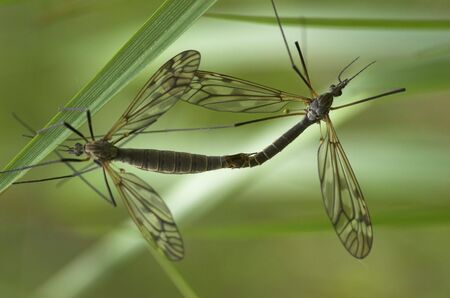 Two mating craneflies with the focus on the smaller male insect  の写真素材