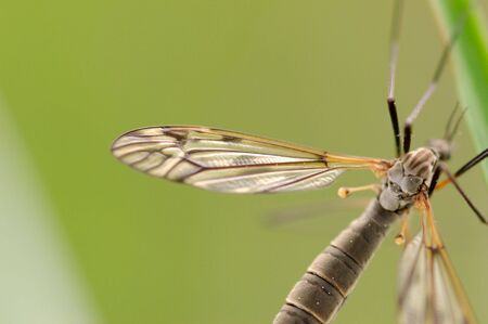 A mosquito-like insect - cranefly. Focus is on a part of the wing and the back of the insect.  の写真素材