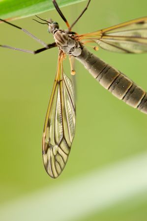 A mosquito-like insect - cranefly. Focus is on the wing.  の写真素材