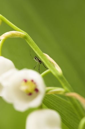 A small spider sitting on the lilly-of-the-valley flower.  の写真素材