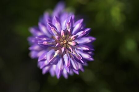 A cluster of Lupin flowers, seen from above  の写真素材