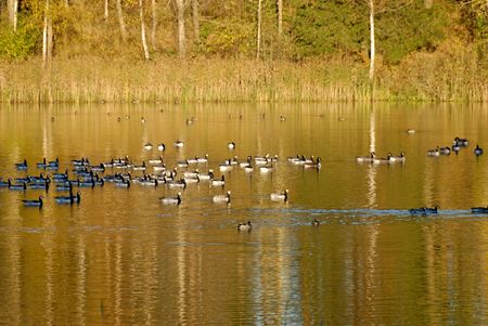 A flock of Canadian Geese swimming on a lake, coloured golden by autumn leaves.  