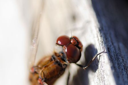 A 1:1 magnification of a dragonfly's eyes.  の写真素材
